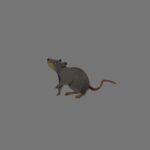 World Rat Day