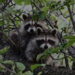 International Raccoon Appreciation Day