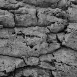 International Day for Preventing the Exploitation of the Environment in War and Armed Conflict