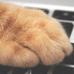 Internationale Kattendag