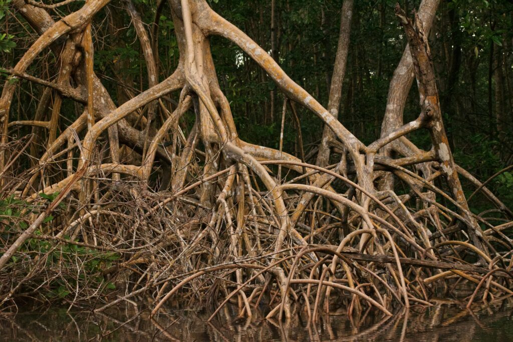 Mangrove
