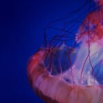 World Jellyfish Day