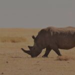 World Rhino Day
