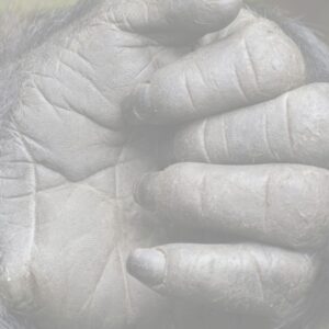 World Gorilla Day
