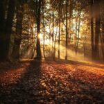 Herfstvakantie Regio Zuid