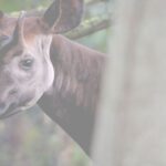 Wereld Okapi Dag