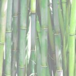 World Bamboo Day
