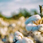 World Cotton Day
